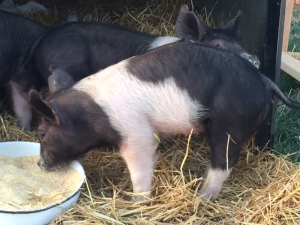 Pig 2 2015